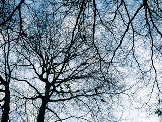 Fototapeta premium Bare tree silhouette with intricate branching pattern against pale blue moody winter sky viewed from below in urban park