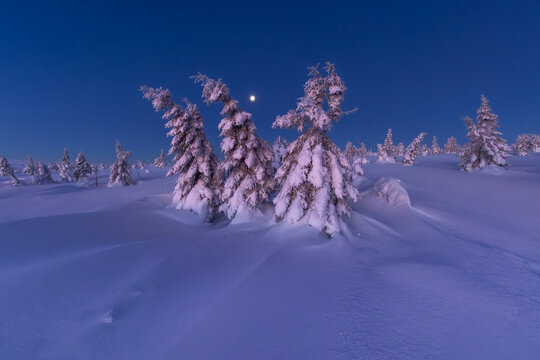  Frozen trees under full moon in winter mountain landscape