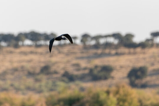 Glossy ibis bird flying mid-air over dry landscape at Pantano Vicario in Ciudad Real, Spain. Plegadis falcinellus soaring with outspread wings against clear sky copy space