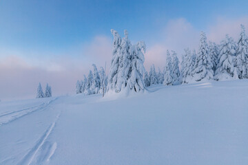 Obraz premium Row of frozen spruce trees under blue sky in winter mountains