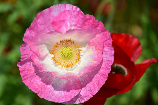 埼玉県 鴻巣市のこうのす花まつり（馬室会場）～ポピー
