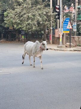 A white cow casually walks across an empty street in Delhi, surrounded by trees and traffic signals, capturing a serene moment in the bustling urban landscape.