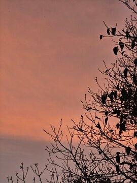 Silhouetted branches of a tree against a pastel sky at dusk, creating a tranquil and serene atmosphere, evoking a sense of calm and reflection during twilight.