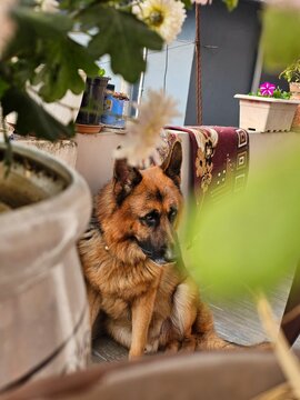 A German Shepherd dog sits calmly on a balcony surrounded by potted plants, creating a serene atmosphere that highlights the bond between nature and pets.