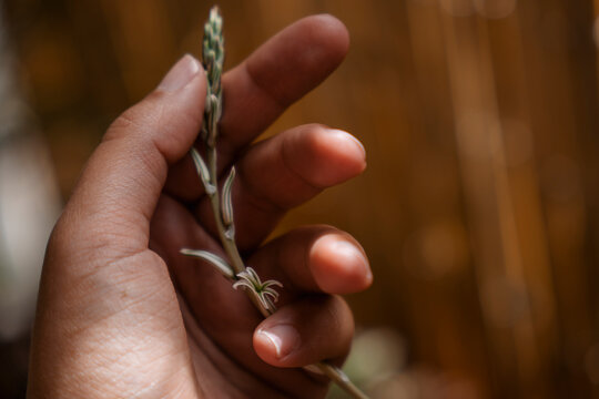 Flower spike with white flowers of a haworthia succulent plant