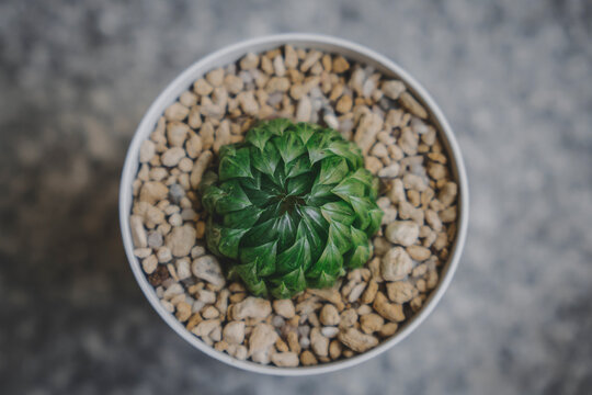 Close-up view of a tiny succulent plant called Haworthia Led Mutant in a white pot