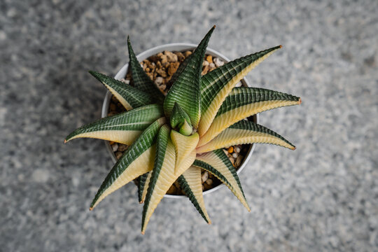 Top view of of the variegated succulent plant haworthia limifolia