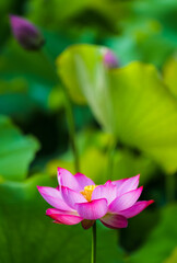 Fototapeta premium Bright and translucent red lotus flowers with buds in the background