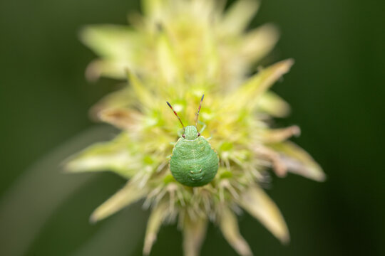 Green shield bug nymph