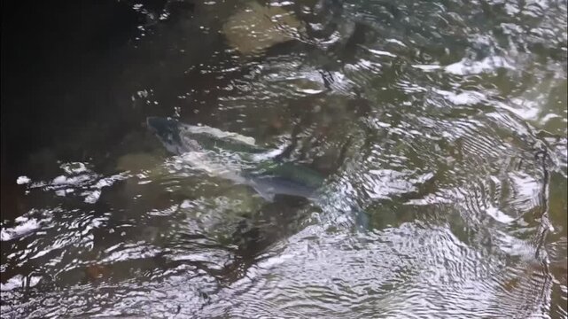 Sockeye salmon gathering at the base of a waterfall on their journey upriver to spawn