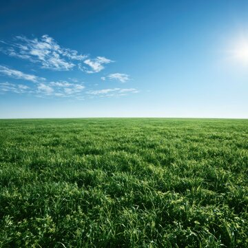 Vast green field under a bright blue sky with fluffy white clouds and sun (1)