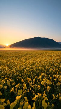 Golden sunrise illuminates vast field of yellow flowers with misty mountain backdrop