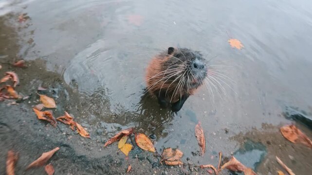 An inquisitive nutria stands in water near shore sniffing air and looking at camera, it moves closer, stretching up on its hind legs and looking into lens, then turns around and swims away, close-up