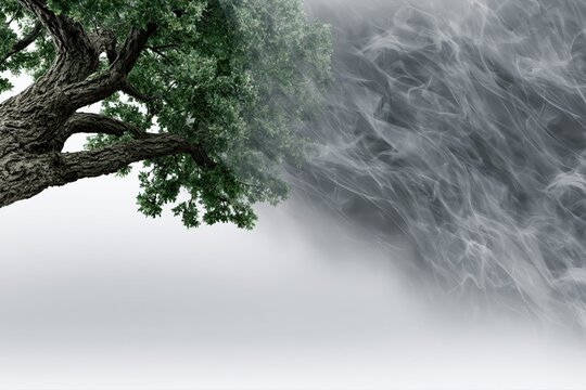 Ancient oak tree branches reaching into swirling grey smoke, symbolizing transition and change in nature.