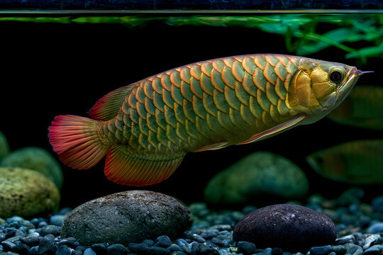 red-tailed golden arowana (Arowana, Aquarium)