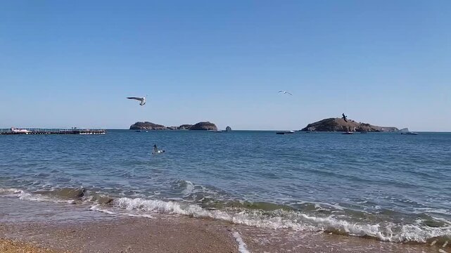 seagulls flying on the beach