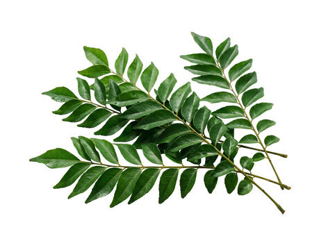 Fresh Curry Leaf Branches with Realistic Shadows Isolated on White Background