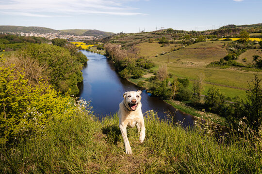 Labrador retriever dog running on green grass meadow during sunny day with scenic river valley in background. Active domestic pet animal exploration and countryside lifestyle concept.