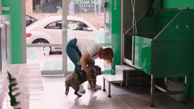 Woman helping a merle bully climb steps into a grooming tub