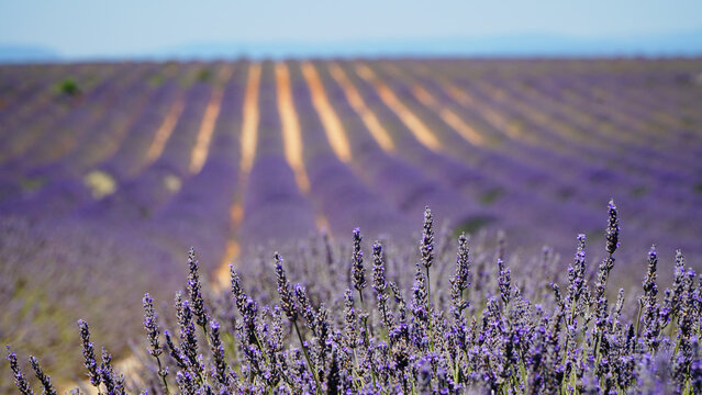 Valensole purple lavender fields in France.