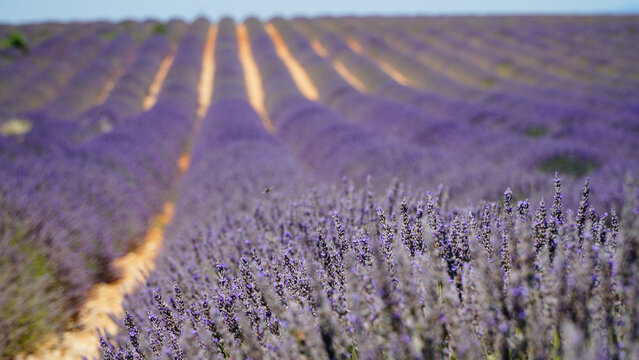Valensole purple lavender fields in France.