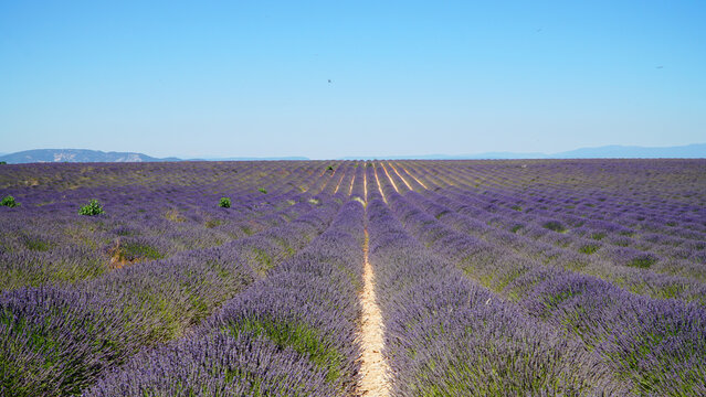 Valensole purple lavender fields in France.