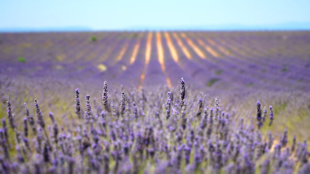 Valensole purple lavender fields in France.
