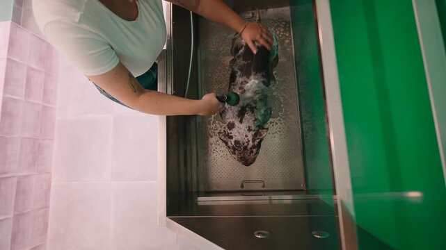 Groomer giving a dog a soapy shower bath at a pet salon