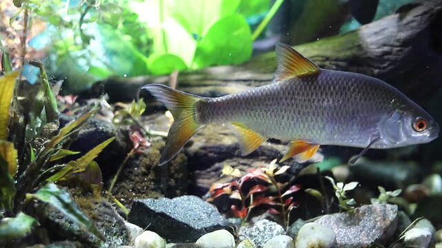 Close-up view of a silver fish featuring orange fins, a red eye, and barbels, swimming in a vibrant freshwater aquarium. Green and reddish plants, rocks, and driftwood adorn the habitat