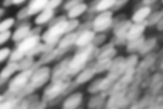 leaves shadow overlay, botanical foliage silhouette on white wall, soft window light, natural monochrome background