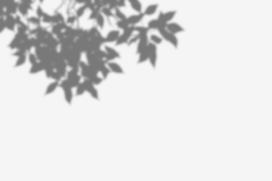 tree branch shadow overlay, botanical foliage silhouette on white wall, soft window light, natural monochrome background