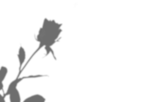 rose flower shadow overlay, botanical silhouette on white wall, soft window light, floral monochrome background