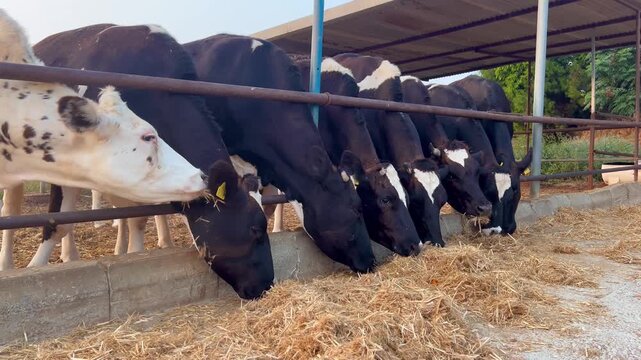 Line of dairy cows eating hay at a modern cattle farm. Sustainable agriculture and livestock.