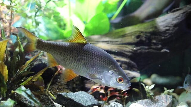 A freshwater fish with orange fins and a red eye swims gracefully through its clear aquarium. It moves past green plants, rocks, and a piece of driftwood, navigating its calm underwater habitat