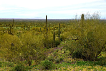 Obraz premium Old Saguaro Cactus Sonora desert Arizona