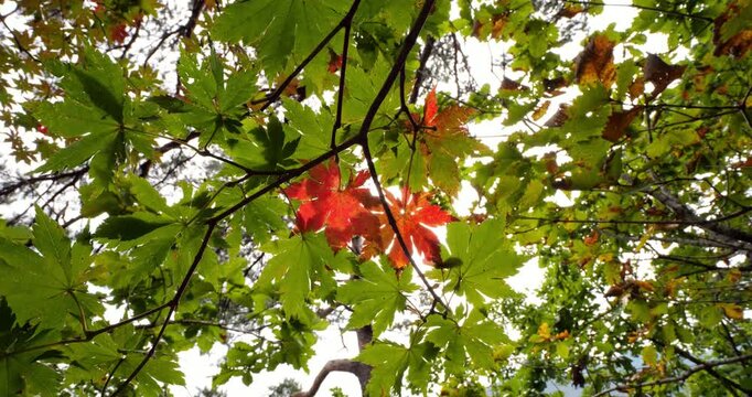 Several vivid red maple leaves stand out among surrounding green foliage, gently swaying in breeze. Sunlight filters through canopy, creating beautiful backlit display of early autumn transition.