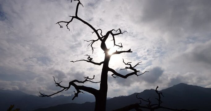 Sunlight streams behind silhouetted branches of dead tree, forming dramatic figure against cloudy sky and distant mountain skyline. Slow motion shot capturing diverse nature views on trail
