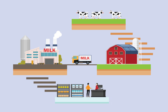 Milk production from pasture cows and livestock farm to factory processing and supermarket checkout 2d flat vector illustration