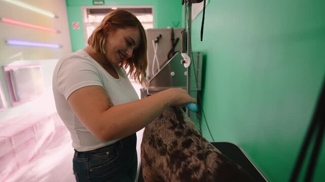 Groomer brushing a merle dog's coat in a mobile pet salon