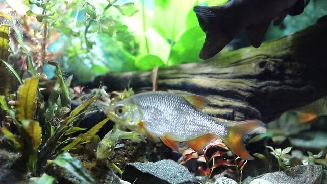 A vibrant silver fish with orange fins swims above a smaller, yellowish bottom-dwelling fish in a lush freshwater aquarium. Green plants, dark rocks, and a piece of wood create a natural habitat