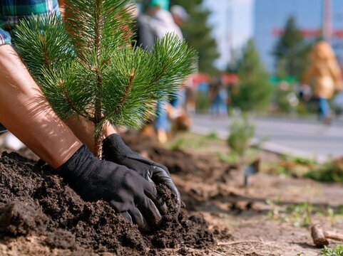 Hands in gloves planting a young pine tree seedling into fertile soil for urban landscaping or reforestation efforts