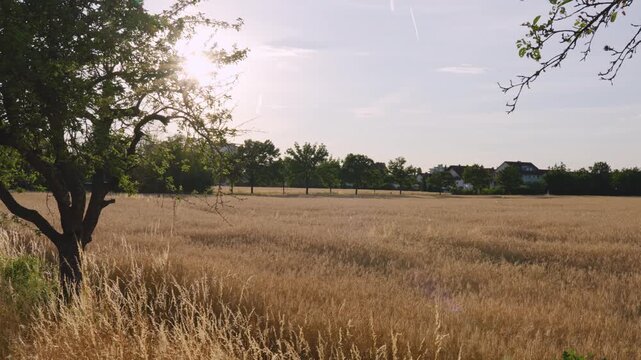 A field full of ears of grain - barley or rye - at sunset.