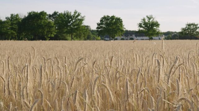 A field full of ears of grain - barley or rye - at sunset.