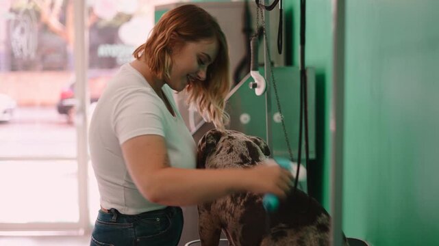 Smiling groomer brushing a pitbull at a grooming salon