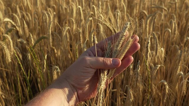 Male hand touching a golden wheat, Barley or rye ear in the wheat field. Young man's hand moving through wheat field. Boy's hand touching wheat during sunset. 