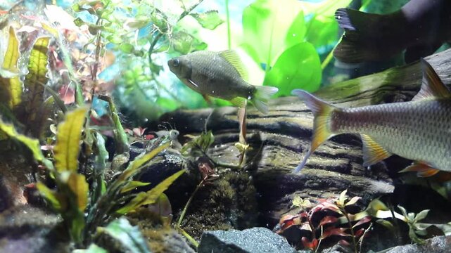 Two different fish explore a thriving underwater landscape. A larger grey fish with orange fins moves past lush green and red plants, while a smaller fish hovers near the rocky bottom