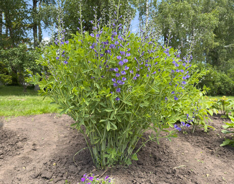Purple false indigo Baptisia flowers blooming in garden