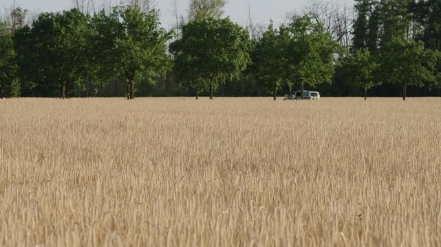 A field full of ears of grain - barley or rye - at sunset.A field full of ears of grain - barley or rye - at sunset.