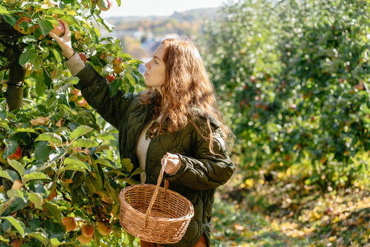 Thoughtful red haired woman picking apples with wicker basket in sunny autumn orchard
