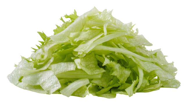 Isolated close-up fresh vibrant green shredded iceberg lettuce for healthy salad preparation